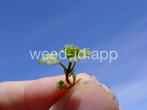 henbit